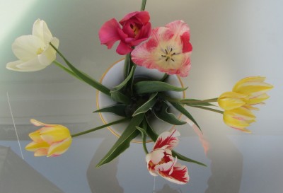 IMG_0128_8Tulpen.JPG