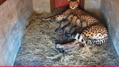 Screenshot 2025-05-25 at 12-41-59 (1) Africam Tammy the Cheetah Cam at HESC powered by EXPLORE.org - YouTube.png