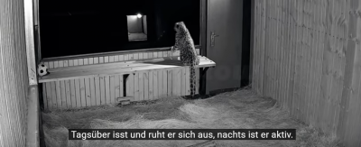Screenshot 2025-06-29 at 22-13-56 (447) Schneeleopard „Ling Xiaozhe“ 112 Tage Heilung Namensursprung und Rettungsorganisation vorgestellt. - YouTube.png