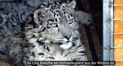 Screenshot 2025-06-29 at 22-15-25 (447) Schneeleopard „Ling Xiaozhe“ 112 Tage Heilung Namensursprung und Rettungsorganisation vorgestellt. - YouTube.png
