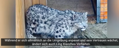 Screenshot 2025-06-29 at 22-17-27 (447) Schneeleopard „Ling Xiaozhe“ 112 Tage Heilung Namensursprung und Rettungsorganisation vorgestellt. - YouTube.png