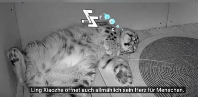 Screenshot 2025-06-29 at 22-18-45 (447) Schneeleopard „Ling Xiaozhe“ 112 Tage Heilung Namensursprung und Rettungsorganisation vorgestellt. - YouTube.png
