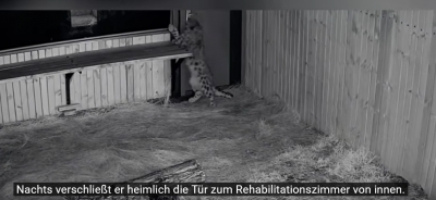 Screenshot 2025-06-29 at 22-27-47 (447) Schneeleopard „Ling Xiaozhe“ 112 Tage Heilung Namensursprung und Rettungsorganisation vorgestellt. - YouTube.png