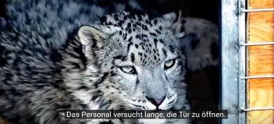 Screenshot 2025-06-29 at 22-28-45 (447) Schneeleopard „Ling Xiaozhe“ 112 Tage Heilung Namensursprung und Rettungsorganisation vorgestellt. - YouTube.png