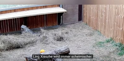 Screenshot 2025-06-29 at 22-30-11 (447) Schneeleopard „Ling Xiaozhe“ 112 Tage Heilung Namensursprung und Rettungsorganisation vorgestellt. - YouTube.png