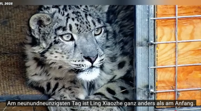 Screenshot 2025-06-29 at 22-36-37 (447) Schneeleopard „Ling Xiaozhe“ 112 Tage Heilung Namensursprung und Rettungsorganisation vorgestellt. - YouTube.png