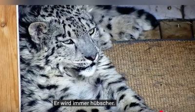 Screenshot 2025-06-29 at 22-39-38 (447) Schneeleopard „Ling Xiaozhe“ 112 Tage Heilung Namensursprung und Rettungsorganisation vorgestellt. - YouTube.png