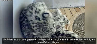 Screenshot 2025-06-29 at 22-42-58 (447) Schneeleopard „Ling Xiaozhe“ 112 Tage Heilung Namensursprung und Rettungsorganisation vorgestellt. - YouTube.png