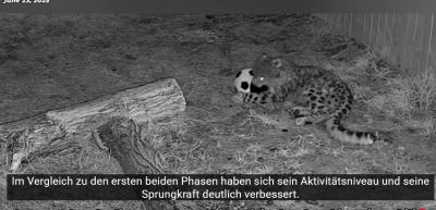 Screenshot 2025-06-29 at 22-57-00 (447) Schneeleopard „Ling Xiaozhe“ 112 Tage Heilung Namensursprung und Rettungsorganisation vorgestellt. - YouTube.png