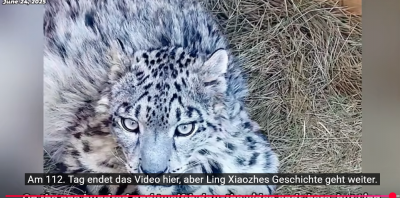 Screenshot 2025-06-29 at 22-58-48 (447) Schneeleopard „Ling Xiaozhe“ 112 Tage Heilung Namensursprung und Rettungsorganisation vorgestellt. - YouTube.png