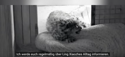 Screenshot 2025-06-29 at 23-04-11 (447) Schneeleopard „Ling Xiaozhe“ 112 Tage Heilung Namensursprung und Rettungsorganisation vorgestellt. - YouTube.png