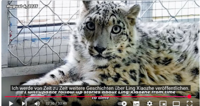 Screenshot 2025-08-10 at 20-21-24 (147) Vor sechs Monaten war Ling Xiaozhe fast tot. Wie geht’s dem Schneeleoparden nach der Rettung - YouTube.png