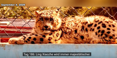 Screenshot 2025-09-18 at 18-55-58 (4711) Wie geht es Schneeleopard Ling Xiao Zhe der fast starb und nach sechs Monaten Pflege gerettet wurde - YouTube.png